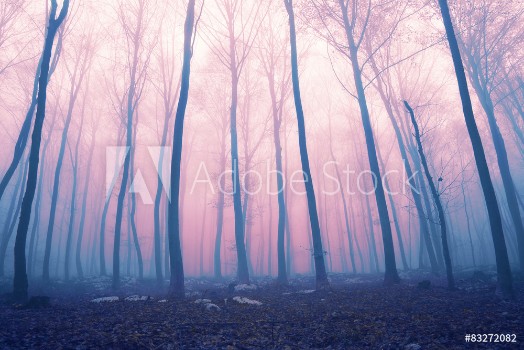 Picture of Fantasy color foggy fairytale forest